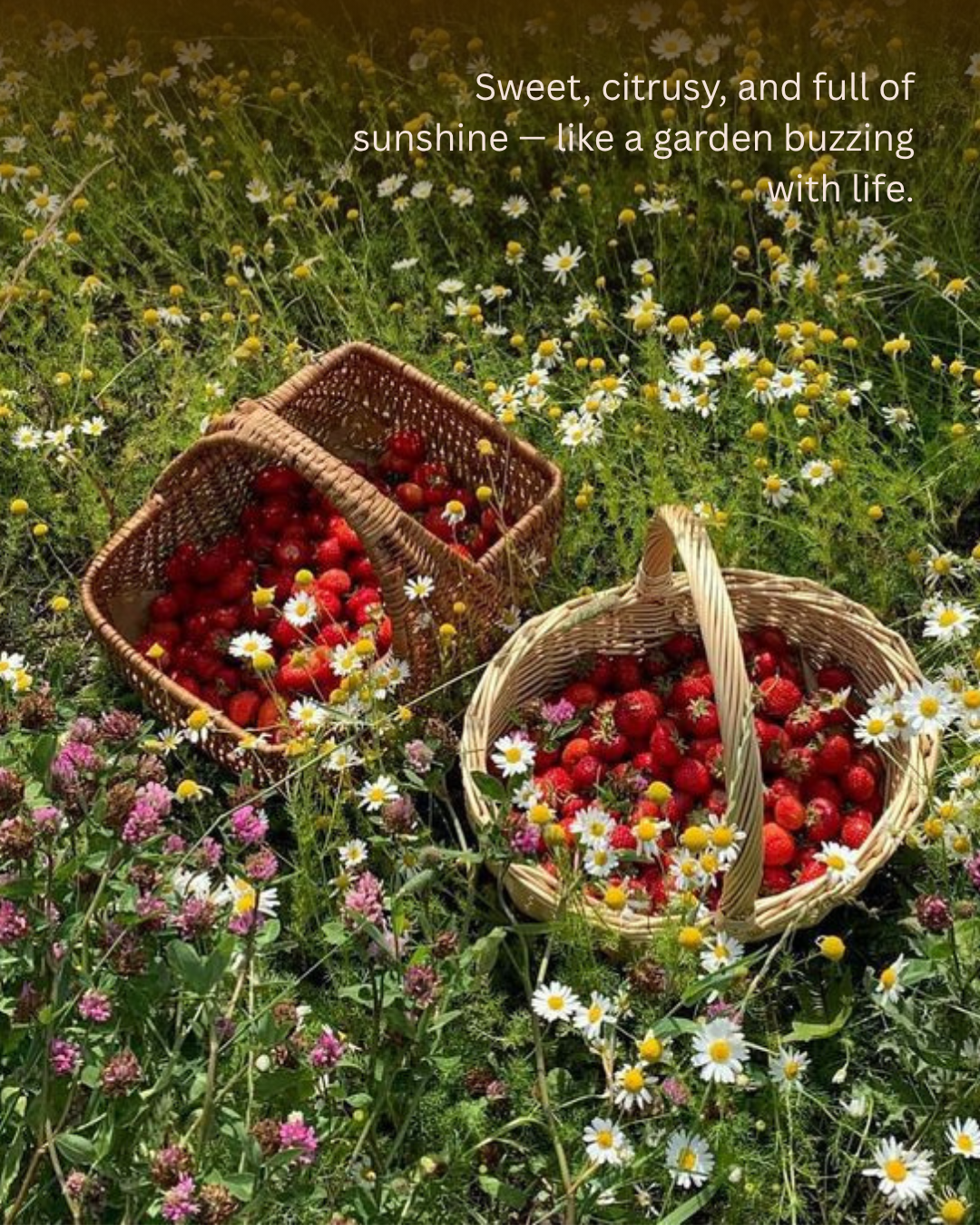 Berry Honey Bloom
